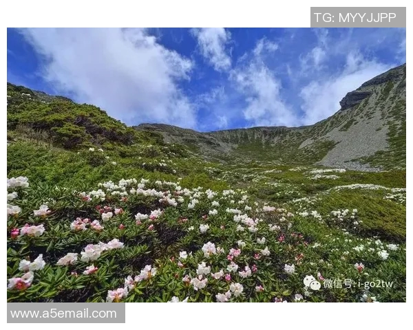 李芳独家分享攀岩心得与技巧助你轻松征服高峰之旅